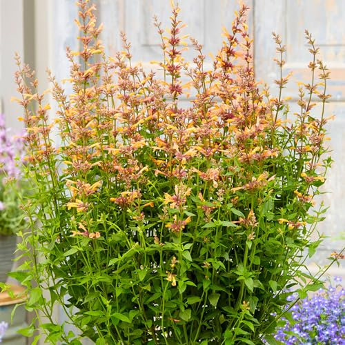 Agastache Mango Tango Piante da Giardino Pronte per Esterni Pianta Perenne Resistente in Vaso
