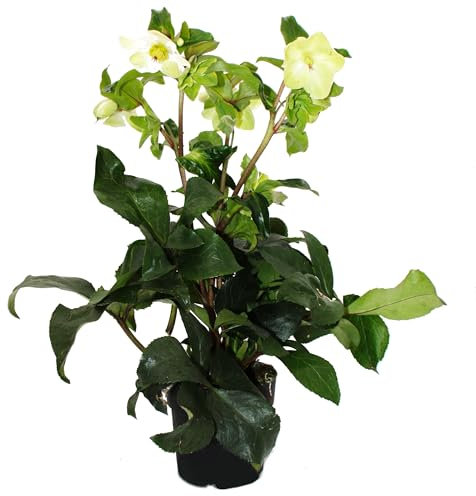Exotenherz Christrose Schneerose Helleborus Ice n Roses mit vielen Knospen im 15cm Topf White weiss blühend