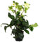 Christrose - Schneerose - Helleborus Ice n Roses - mit vielen Knospen - im 15cm Topf - White - weiss blühend