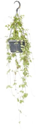 Ceropegia Linearis 'Iris - 28-38cm - Ø14cm - Plante d'intérieur - Vert persistant
