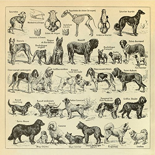 Meishe Art Poster Jahrgang Plakate Drucken Plakatdruck Haustier Hunde Rassen Identifizierung Bezug Abbildung Illustrationen Arten Sammlung Zu Hause Mauer Dekoration Kunst Wand Dekor 15.75'' x 15.75''