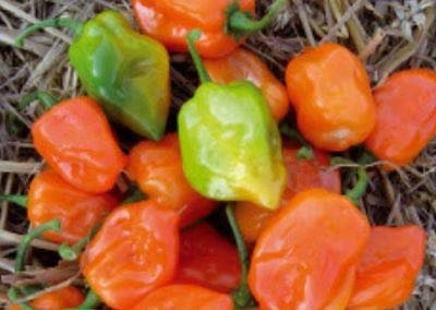 Stk - 10x Pfeffer Habanero Paprika Chili Gemüse Garten Pflanzen - Samen K288 - Seeds & Plants Shop by Ipsa