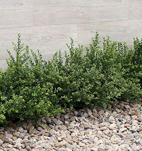 Japanische Zwerg Stechpalme Green Lustre 30-40cm - Ilex crenata - lebende Gartenpflanze aus den Baumschulen