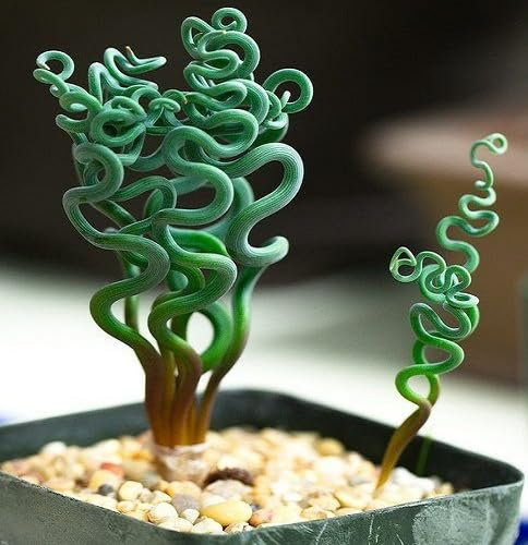 100pcs Fresh Green Corkscrew Rush Plant Seeds
