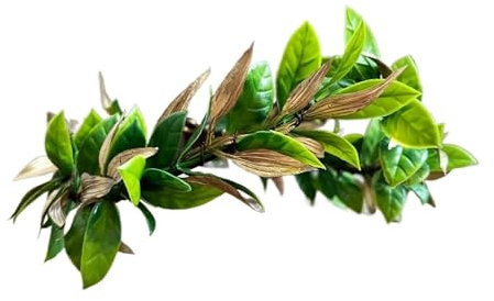LSNNMU Blumenkrone Stirnbänder 2 Stück Holz Land Lorbeer Krone Blatt Kopfstück Göttin Stirnband