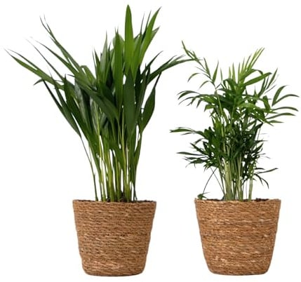Plant in a Box - Mini Zimmerpalmen Set - 2 Pflanzen mit dekorativen Flechtkörben - Höhe 25-40cm - Topf 12cm - Areca Lutescens & Chamaedorea Elegans - Pflegeleichte luftreinigende Pflanzen für Zuhause