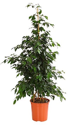 Dehner Birkenfeige-Ficus Danielle, dunkelgrüne Blätter, ca. 110-120 cm, Ø Topf 27 cm, Zimmerpflanze