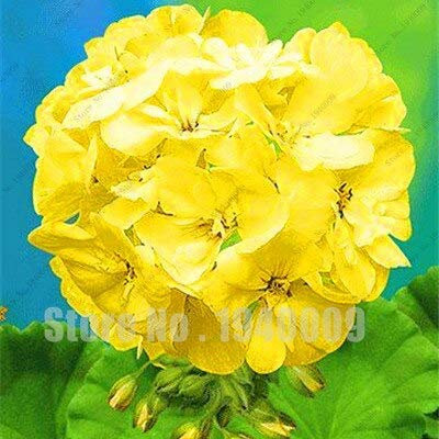 SVI frescas 100 unidades semillas de geranio de flores para la Plantación amarillo