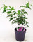POWERS TO FLOWERS - BUDDLEJA FREE PETIT TUTTIFRUTTI, VASO 20 CM DIAMETRO, ALBERO DELLE FARFALLE, pianta vera