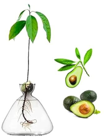 luolety Vase de démarrage de graines d'avocat, vase de fleurs d'avocat pour pot de fleurs, kit de culture d'avocat, vase hydroponique en verre pour les amateurs de jardinage