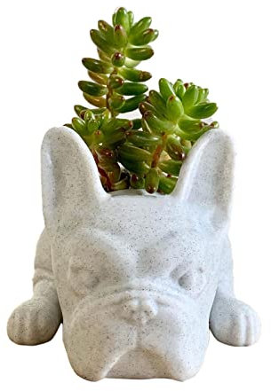 DRYEN Niedlicher Blumentopf in Tierform, für Sukkulenten, Kaktus, Mini-Tier-Harz, Blumentopf, Cartoon-Hund, Kunstharz, Sukkulenten, Pflanzgefäß, Schreibtisch, Dekoration, Mops