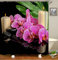 Skcess Duschvorhang 120X180, Duschvorhang Grün Bad Vorhang Wasserdicht Duschvorhang Orchidee Duschvorhang Anti-Schimmel mit Haken