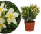 Meine Orangerie - Gelber Oleander 'Evolution' - exklusive Sonder-Sorte: besonders frosthart, extra viele Blüten, besonders pflegeleicht - Höhe inkl. Topf ca. 40cm - Oleander winterhart im Ø17cm Topf