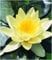 BALDUR Garten Seerose (Nymphaea) Goldgelb, 1 St. Wasserpflanzen Teichpflanzen