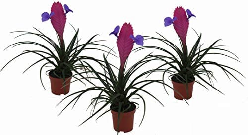 3er Set Bromelie (Tillandsia cyanea), Sorte: Anita, exotische Zimmerpflanze (3)