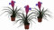 3er Set Bromelie (Tillandsia cyanea), Sorte: Anita, exotische Zimmerpflanze (3)