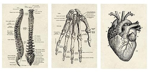 CTForest 3 Stück Anatomie Poster, Vintage Stil Wanddekoration Abbildung von Herz, Handflächen und Wirbelsäule, Sammlung von Platten mit ästhetischer Collage für Innendekoration(Kein Rahmen)