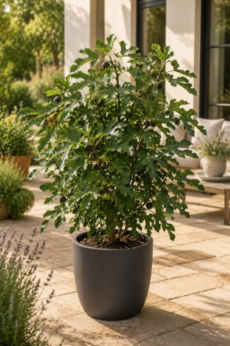 Zwergfeige Little Miss Figgy – Ficus carica im 3-Liter-Topf – kompakter winterharter Feigenbaum mit essbaren Früchten – Balkonfeige für Garten, Terrasse, Balkon und Kübel