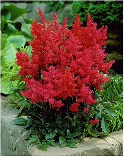 20 Stück astilbe arendsii rot samen astilben pflanze winterhart - Seltene Pflanzen serie - pflanzen deko hochbeett gewächshaus balkon deko büro blumensamen mehrjährig