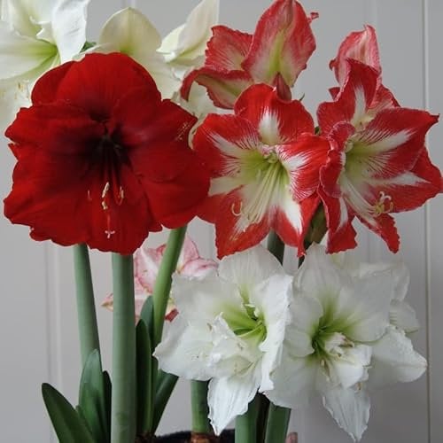 Amaryllis Surprise Mischung | 3 Stück | Zwiebelgröße 30/32 | Ritterstern | Gemischt | Zimmerpflanze | Schnittblume