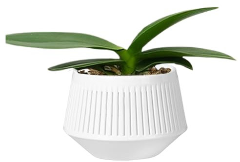 Orchard macles para replantar - Dos Capas Plantador de orquídeas Transpirables | orquídeas para Reparar,Plantador de Control de raíz para Phalaenopsis Violeta Africana Violeta Vives