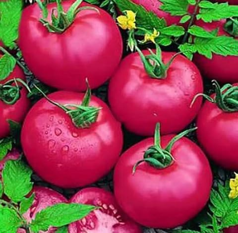 95pieces Pink Tomato Vegetable Seeds