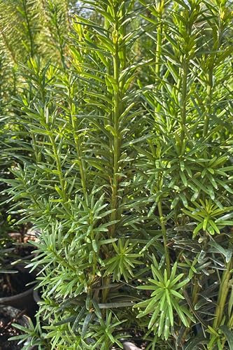 eGarden.store - Pianta vera di Tasso o Taxus Baccata Fastigiata Robusta - Altezza pianta: 25 cm Diametro vaso: 9 cm - Conifera sempreverde dal portamento colonnare ideale per sipei o in vaso