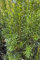 Pianta di Tasso o Taxus Baccata Fastigiata Robusta pianta ornamentale da esterno balcone terrazzo giardino pianta conifera vera venduta da eGarden.store