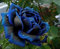 Vista Mitternachtsrose Höchste Samen Seltene Farbe Blau mit Schwarz Rose Samen Ideal DIY Haus Blumengarten 120 STÜCKE