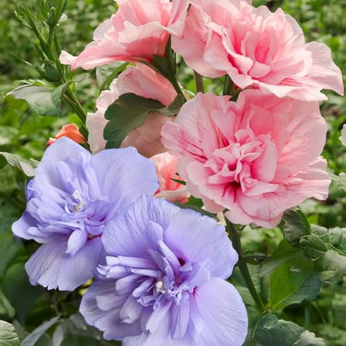 Duo-Gartenhibiskus 'Blue Chiffon®' und 'Pink Chiffon®', blau + pink, 5 lt. Topf