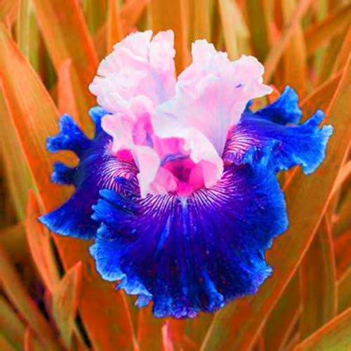 Iris Zwiebeln-Winterhart MehrjäHrig,Iris Pflanze,Iris Blumenzwiebeln,Schwertlilien Winterhart Knoll,Iris Knollen Mix,Iris Blumen,Bonsai Pflanze,Gartenblumen-4zwiebeln-e