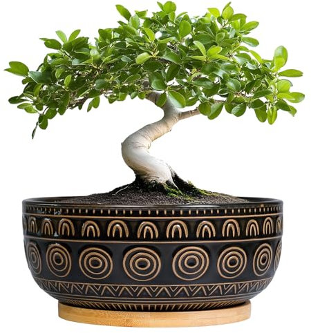 Eightpot Bonsai-Blumentöpfe aus Keramik, 20,3 cm, rund, für Sukkulenten und Zimmerpflanzen, niedriger Topf mit Drainageloch und Tablett, Boho-Bonsai-Schale