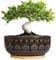 Eightpot Bonsai-Töpfe aus Keramik, 20,3 cm, Blumentopf für Sukkulenten, runder Übertopf für Zimmerpflanzen, flache Pflanzgefäße mit Ablaufloch und Tablett, Boho-Bonsaischale, Wohnzimmerdekoration