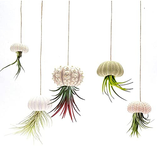 Ejoyous Muschel Luftpflanzen Halter, 5 Stück Aufhänger Quallen Sukkulenten Blumentopf Seeigel Gehäuse für Luftpflanze Dekorativer Luftpflanzentopf Halterung, für Tillandsien (4-teiliges Set)