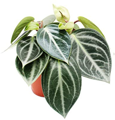 Exotenherz - Peperomia sarcophylla - Poivre nain - dans un pot de 15 cm