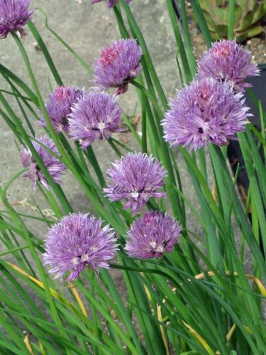 Allium shoenoprasum - Schnittlauch - Staudenkulturen Wauschkuhn - Staude im 9x9cm Topf