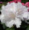 Yakushima Alpenrose Rhododendron yakushimanum Silberwolke 20-30 cm hoch im 3 Liter Pflanzcontainer