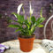 1 PIANTA DI SPATHIPHYLLUM CHOPIN VASO 9CM SPATIFILLO PIANTA DA APPARTAMENTO