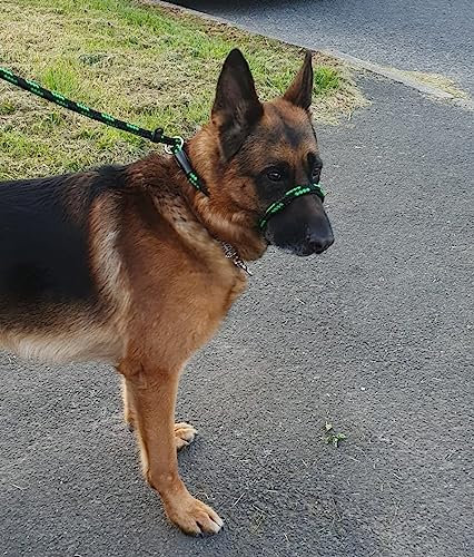 No More Pulling! Anti Pull Lead Field Figure 8 / Halter/Head Collar One Size Fits All Super Soft Braided Nylon Comfortable Make Your Walks More Enjoyable -Instructions Included (Green/Black)