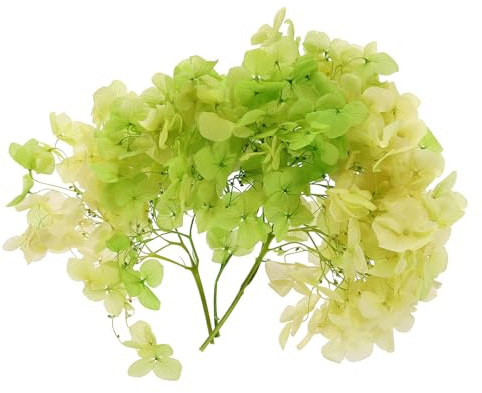 PATIKIL Dried Hydrangea Flower, 10g Natural Pressed Flowers Real Hydrangeas Petals for DIY Resin Crafts Card Floral Gift Candle Making Decor, Gradient Green Yellow