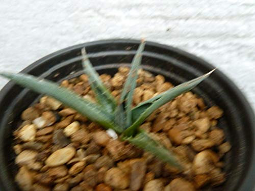 Portal Cool Agave utahensis, Kingman, Az geigt in 9 cm-Topf, Schöne, gesunde, Sukkulente