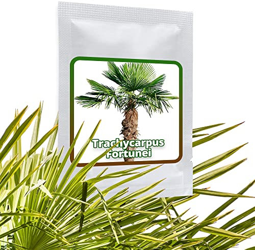 10 Graines de palmier de Chine - Trachycarpus fortunei