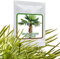 10 Graines de palmier de Chine - Trachycarpus fortunei
