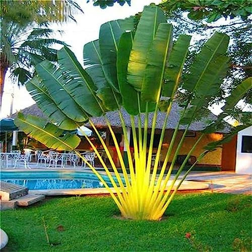 150 Pz/borsa Semi di Cycas Rare Pianta Ornamentale Tropicale Perenne Semi di Piante Sempreverdi Fiore Albero da Frutto Semi di Ortaggi Semi
