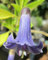 Portal Cool Las semillas del paquete: Azul Iochroma ^ Iochroma Australe-mini del ángel de la trompeta - Brugmansia Cousin> Semillas