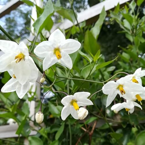 Solanum laxum 'Album' (Jasmine Nightshade) in 9cm Pot - Climbing Semi Evergreen with White Fragrant Flowers (1 Plant)