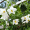Solanum laxum 'Album' (Jasmine Nightshade) in 9cm Pot - Climbing Semi Evergreen with White Fragrant Flowers (1 Plant)