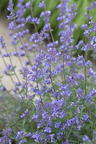 Nepeta x faassenii 'Alba' ca. 9x9 cm Topf - Katzenminze, weiße Blüten, Blütezeit Mai-September, bienenfreundlich, ideal für Rabatten, pflegeleicht