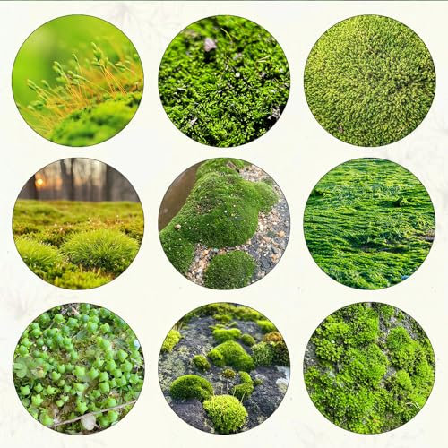 700 pcs moos deko samen, deko wohnzimmer modern winterharte kübelpflanzen seed dachbegrünung winterharte stauden indoor garten zimmerbonsai bonsai hochbeett seed best of topfpflanzen