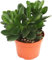 pcmoviles Mejora la calidad del aire con nuestro Arbol de Jade. Grassula Ovata en una maceta de 8.5cm, una solución natural para un ambiente más saludable